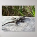 Recherche de lézard posters Animal