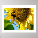 Zoek naar zonnebloem vlinder kunst Natuur