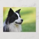Recherche de chien border collie cartes postales Noir
