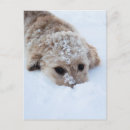 Zoek naar hond neus briefkaarten Foto