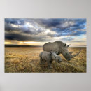 Recherche de rhinocéros blanc posters Mignon