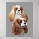 Zoek naar cavalier king charles spaniel puppy posters Puppies