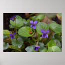Zoek naar viool posters Bloem
