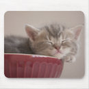 Recherche de cuvette tapis souris Photographie
