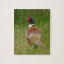 Recherche de faisans puzzles Oiseau