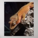 Recherche de gecko posters Crête