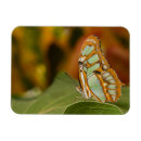Recherche de papillon tropical magnets Animal