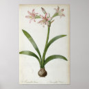 Recherche de amaryllis art Coloré