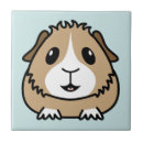 Recherche de cobaye carreaux Cavy