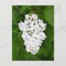 Recherche de fleurs lilas cartes postales Printemps