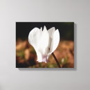 Recherche de cyclamen art Plante