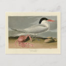 Recherche de cayenne cartes postales Illustration