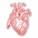 Recherche de anatomie humaine autocollants Médecine