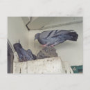 Zoek naar duiven briefkaarten Wild
