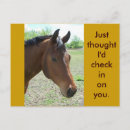 Recherche de cheval de baie cartes postales Équestre