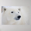 Recherche de manitoba posters Arctique