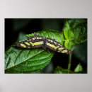 Recherche de malachite art Nature