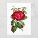 Recherche de coccinelle rouge cartes postales Floral
