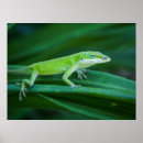 Zoek naar anole posters Hagedis