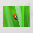 Zoek naar ladybird briefkaarten Insect