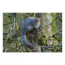 Recherche de écureuil gris posters Mammifère