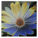 Zoek naar daisy tegels Floreel
