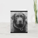 Zoek naar chocolade labrador retriever kaarten Puppy