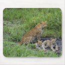 Recherche de petit animal lion tapis souris Mignon