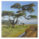 Recherche de acacia carreaux Adam jones