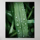 Zoek naar regendruppels posters Leaf