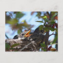 Recherche de gorges cartes postales Oiseaux