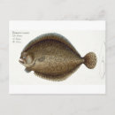 Zoek naar marine life briefkaarten Reptielen