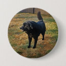 Recherche de patte noire badges Animal