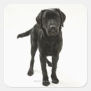 Zoek naar zwart labrador stickers Schattig