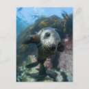 Recherche de phoque bébé cartes postales Animaux dans la nature