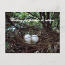 Recherche de bird egg posters Nest