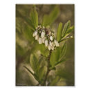 Recherche de bleuet posters Pour elle