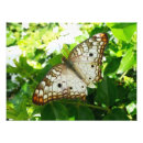 Zoek naar exotische vlinders posters Tropisch