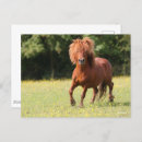 Recherche de poney cartes postales Étalon