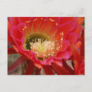 Recherche de désert rouge cartes postales Fleur