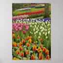 Zoek naar keukenhof tuin posters Park