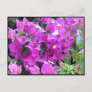 Recherche de bougainville cartes postales Fleurs