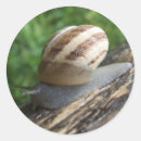 Recherche de escargots autocollants Insecte