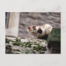 Recherche de trois animaux cartes postales Extérieur