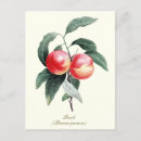 Recherche de fruit vintage cartes postales Nature