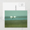 Zoek naar stern briefkaarten Natuur