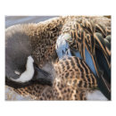 Recherche de aile photographie Oiseau