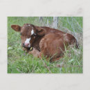 Recherche de brun cartes postales Ferme