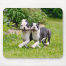 Recherche de jouant tapis souris Chiot