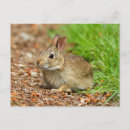 Recherche de lapin bébé cartes postales Printemps